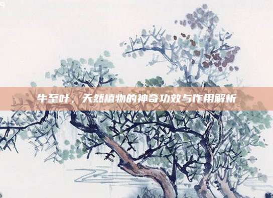 牛至葉，天然植物的神奇功效與作用解析