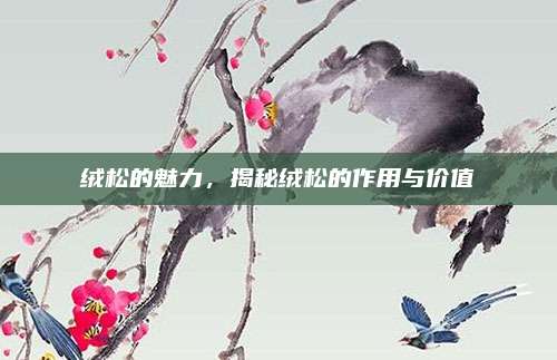 絨松的魅力，揭秘絨松的作用與價(jià)值