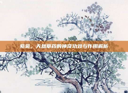 紫苑，天然草藥的神奇功效與作用解析