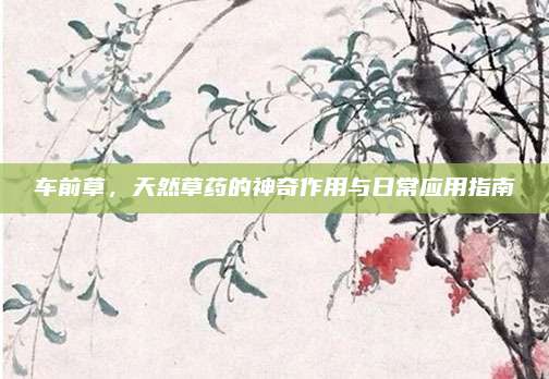 車前草，天然草藥的神奇作用與日常應(yīng)用指南