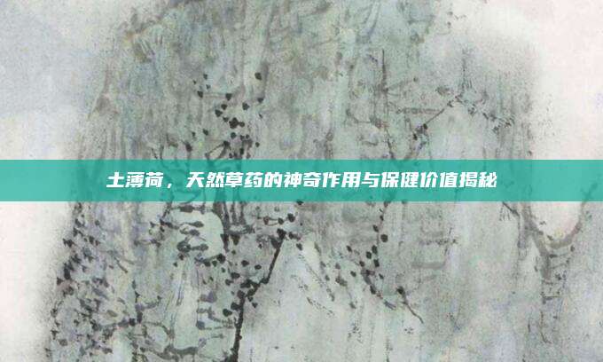 土薄荷，天然草藥的神奇作用與保健價值揭秘
