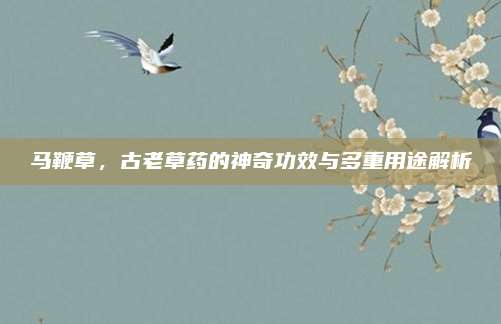 馬鞭草，古老草藥的神奇功效與多重用途解析