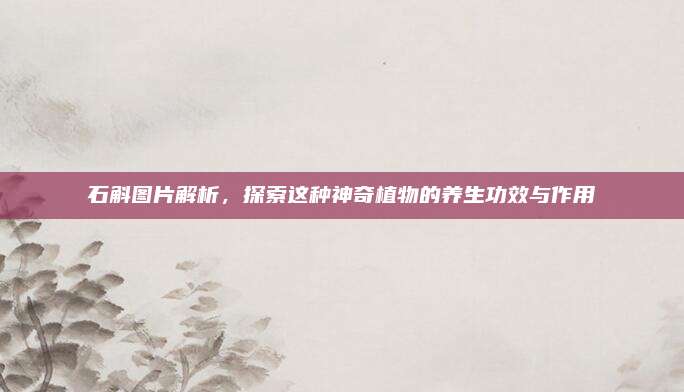 石斛圖片解析，探索這種神奇植物的養(yǎng)生功效與作用