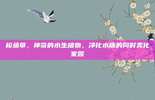 梭魚草,，神奇的水生植物,，凈化水質(zhì)的同時美化家園