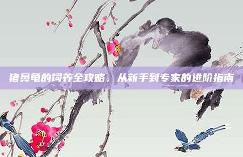 豬鼻龜的飼養(yǎng)全攻略,，從新手到專家的進階指南
