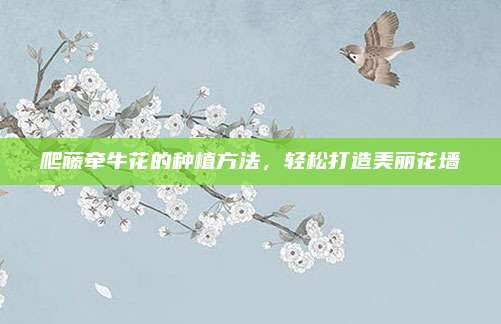 爬藤牽?；ǖ姆N植方法，輕松打造美麗花墻