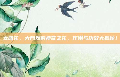 太陽(yáng)花,，大自然的神奇之花，作用與功效大揭秘,！